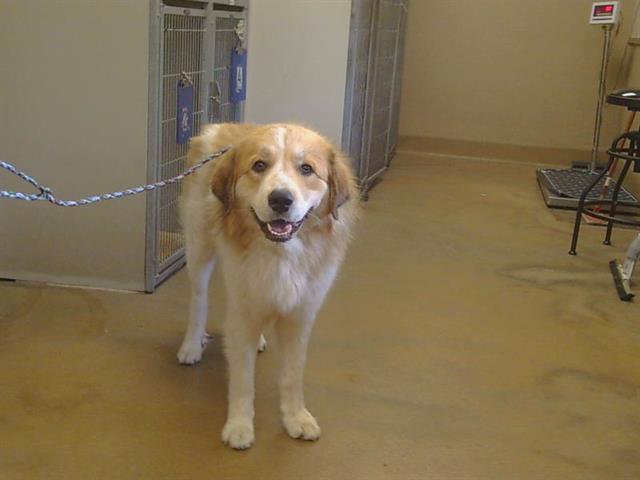 Shelter Stray Male Dog last seen KIEFER BLVD/BRADSHAW RD, 95827, 3839 Bradshaw Rd, Sacramento, CA 95827, USA