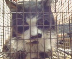 Shelter Stray Male Cat last seen SUMMER FALLS CIR X SUMMER SANDS CT, 3839 Bradshaw Rd, Sacramento, CA 95827, USA