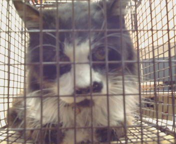 Shelter Stray Male Cat last seen SUMMER FALLS CIR X SUMMER SANDS CT, 3839 Bradshaw Rd, Sacramento, CA 95827, USA