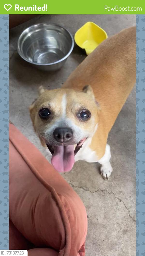 Reunited Female Dog last seen 41st and garnett, Tulsa, OK 74146