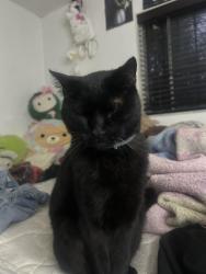 Lost Male Cat last seen Fresco, Carson, CA 90745