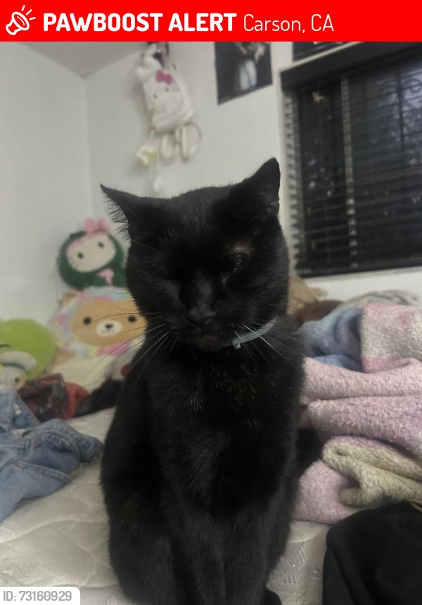 Lost Male Cat last seen Fresco, Carson, CA 90745