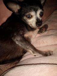 Reunited Female Dog last seen Morton & Kingman, Hoffman Estates, IL 60169