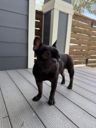 Found/Stray Female Dog last seen 9th St & Lincoln St, Austin, TX 78702