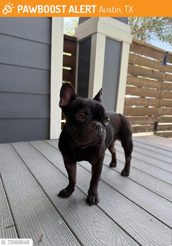 Found/Stray Female Dog last seen 9th St & Lincoln St, Austin, TX 78702