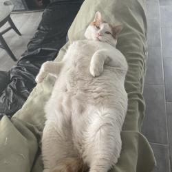 Reunited Male Cat last seen Near Steer Dr, El Paso, TX 79938, USA, El Paso, TX 79938
