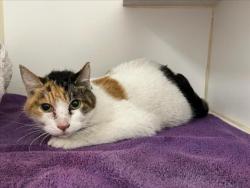 Shelter Stray Female Cat last seen OCCIDENTAL, 16 Barnes Ct, Hayward, CA 94544, USA