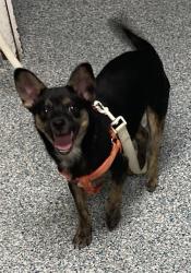 Shelter Stray Male Dog last seen Near BLOCK SOUTH ST CERRITOS, CA, Cerritos, CA 90703, USA