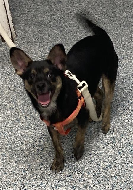 Shelter Stray Male Dog last seen Near BLOCK SOUTH ST CERRITOS, CA, Cerritos, CA 90703, USA