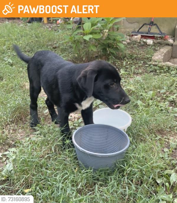 Found/Stray Male Dog last seen Little Valley Dr, down from the new quarry, Hammett Grove Rd, SC 29307