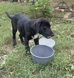 Found/Stray Male Dog last seen Little Valley Dr, down from the new quarry, Hammett Grove Rd, SC 29307