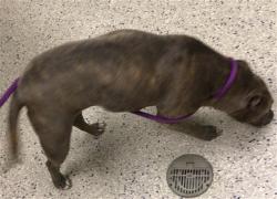 Shelter Stray Female Dog last seen 112TH AND CHAMBERS, 12155 Park Blvd, Brighton, CO 80601, USA
