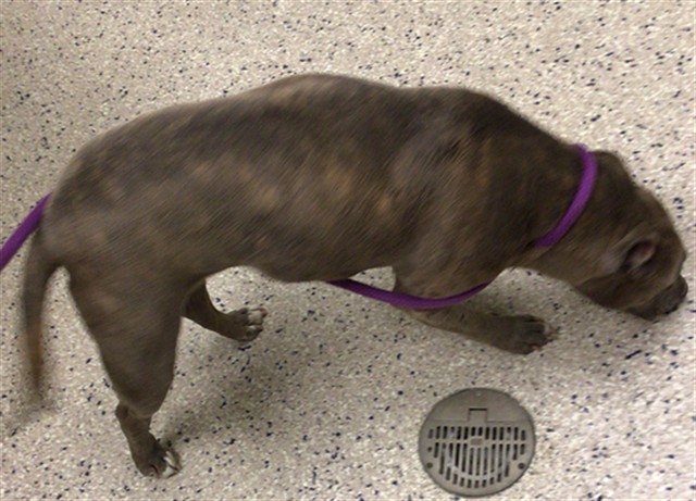 Shelter Stray Female Dog last seen 112TH AND CHAMBERS, 12155 Park Blvd, Brighton, CO 80601, USA