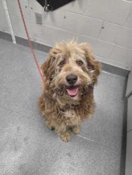 Shelter Stray Male Dog last seen Dolly Parton Pkwy, Sevierville PD, TN, 1008 Old Knoxville Hwy, Sevierville, TN 37862, USA