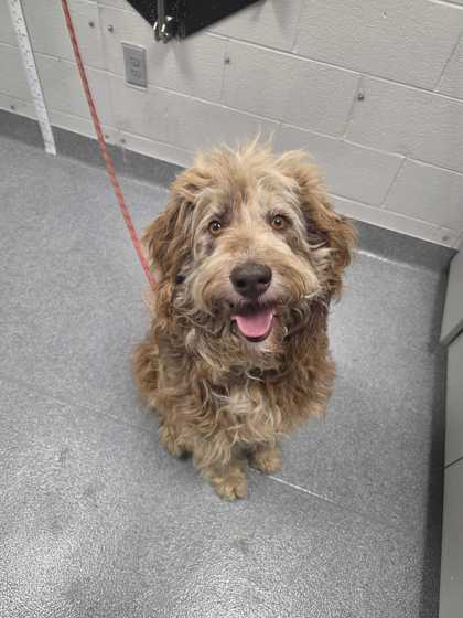 Shelter Stray Male Dog last seen Dolly Parton Pkwy, Sevierville PD, TN, 1008 Old Knoxville Hwy, Sevierville, TN 37862, USA
