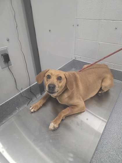 Shelter Stray Male Dog last seen Dolly Parton Pkwy, Sevierville PD, TN, 1008 Old Knoxville Hwy, Sevierville, TN 37862, USA