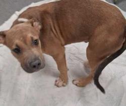 Shelter Stray Male Dog last seen Near Wears Valley Road, Sevier County ACO, TN, 1008 Old Knoxville Hwy, Sevierville, TN 37862, USA