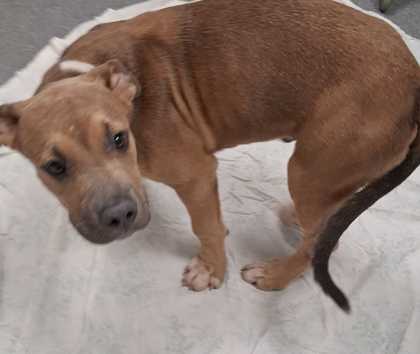 Shelter Stray Male Dog last seen Near Wears Valley Road, Sevier County ACO, TN, 1008 Old Knoxville Hwy, Sevierville, TN 37862, USA