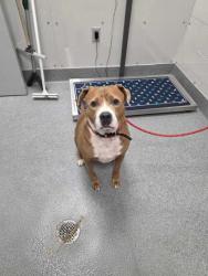 Shelter Stray Male Dog last seen Near Parkway, Pigeon Forge PD, TN, 1008 Old Knoxville Hwy, Sevierville, TN 37862, USA