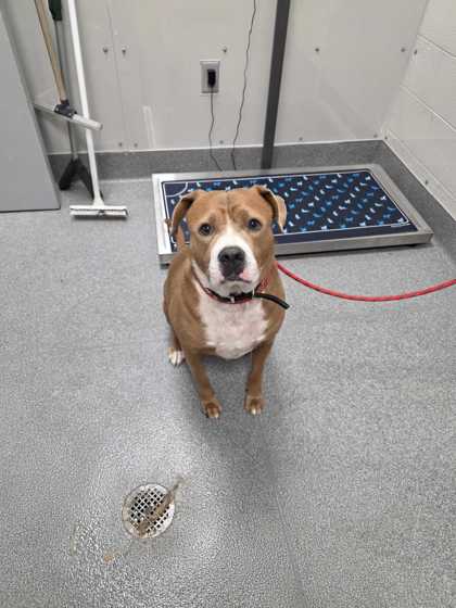 Shelter Stray Male Dog last seen Near Parkway, Pigeon Forge PD, TN, 1008 Old Knoxville Hwy, Sevierville, TN 37862, USA