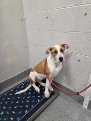 Shelter Stray Female Dog last seen Near Forge Hideaway Loop, Pigeon Forge PD, TN, 1008 Old Knoxville Hwy, Sevierville, TN 37862, USA