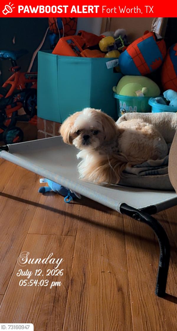 Lost Male Dog last seen Troy Drive, Fort Worth, TX 76123