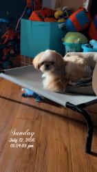 Lost Male Dog last seen Troy Drive, Fort Worth, TX 76123