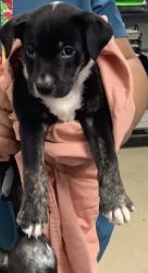 Shelter Stray Male Dog last seen Near BENNETT BEND AVE, East District, TX, 355 Hillshire Dr, Haslet, TX 76052, USA