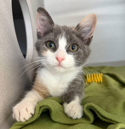 Shelter Stray Female Cat last seen MILLS TOWER DR at EL GRANDE CT, Rancho Cordova, CA, 6201 Florin Perkins Rd, Sacramento, CA 95828, USA
