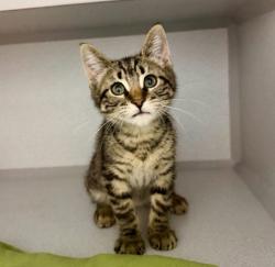 Shelter Stray Unknown Cat last seen Florin Perkins, City of Sacramento, CA, 6201 Florin Perkins Rd, Sacramento, CA 95828, USA