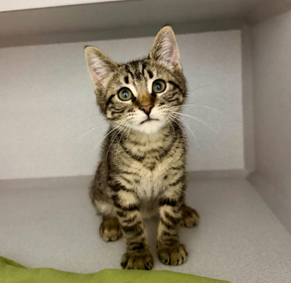 Shelter Stray Unknown Cat last seen Florin Perkins, City of Sacramento, CA, 6201 Florin Perkins Rd, Sacramento, CA 95828, USA