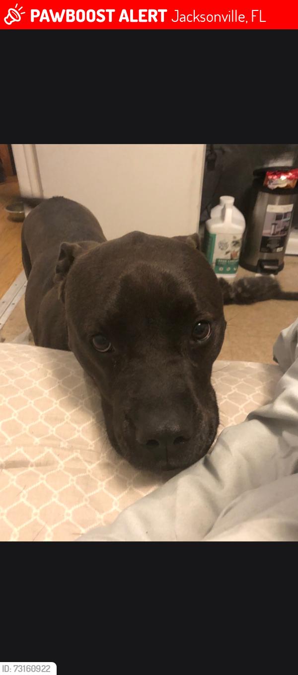 Lost Female Dog last seen Berry ave, Jacksonville, FL 32211