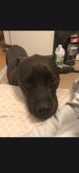 Lost Female Dog last seen Berry ave, Jacksonville, FL 32211