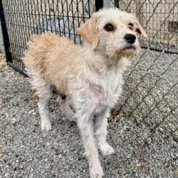 Shelter Stray Female Dog last seen , Oakland, CA, 1101 29th Ave, Oakland, CA 94601, USA
