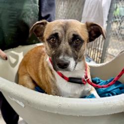 Shelter Stray Male Dog last seen , Oakland, CA, 1101 29th Ave, Oakland, CA 94601, USA