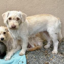 Shelter Stray Female Dog last seen , , CA, 1101 29th Ave, Oakland, CA 94601, USA