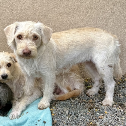 Shelter Stray Female Dog last seen , , CA, 1101 29th Ave, Oakland, CA 94601, USA