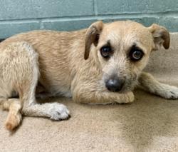 Shelter Stray Male Dog last seen , , CA, 1101 29th Ave, Oakland, CA 94601, USA
