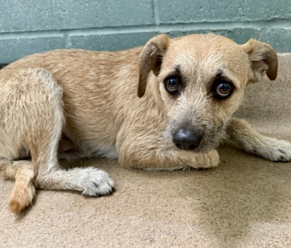 Shelter Stray Male Dog last seen , , CA, 1101 29th Ave, Oakland, CA 94601, USA