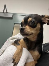 Shelter Stray Female Dog last seen Near 103rd ave, Oakland, CA, 1101 29th Ave, Oakland, CA 94601, USA