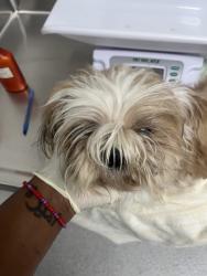 Shelter Stray Female Dog last seen Near 103rd ave, Oakland, CA, 1101 29th Ave, Oakland, CA 94601, USA