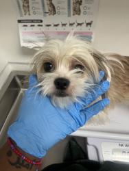 Shelter Stray Male Dog last seen Near 103rd ave, Oakland, CA, 1101 29th Ave, Oakland, CA 94601, USA