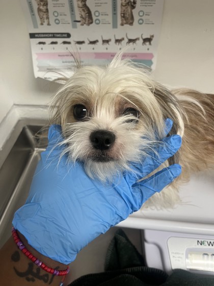 Shelter Stray Male Dog last seen Near 103rd ave, Oakland, CA, 1101 29th Ave, Oakland, CA 94601, USA