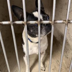 Shelter Stray Female Dog last seen Near, 2600 S Harding St, Indianapolis, IN 46221, USA