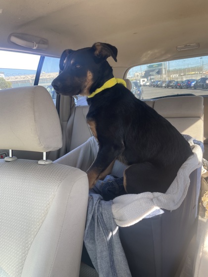 Shelter Stray Unknown Dog last seen near Raimondi Park (1689 20th St), Oakland, CA, 1101 29th Ave, Oakland, CA 94601, USA