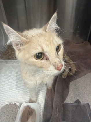 Shelter Stray Unknown Cat last seen Near High point rd, Union City, GA, 1251 Fulton Industrial Blvd NW, Atlanta, GA 30336, USA
