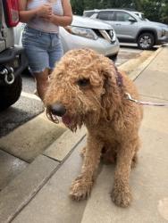 Shelter Stray Male Dog last seen Panola RD, Lithonia, GA 30058, 30058, GA, 3280 Chamblee Dunwoody Rd, Chamblee, GA 30341, USA