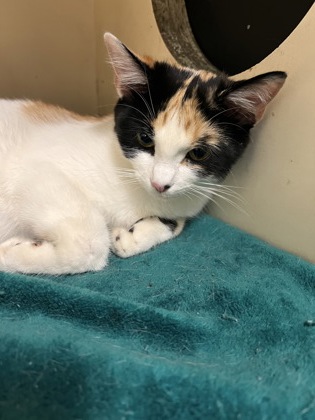 Shelter Stray Female Cat last seen Near Ridge Creek Dr Clarkston, GA 30021, 30021, GA, 3280 Chamblee Dunwoody Rd, Chamblee, GA 30341, USA