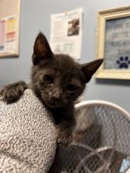 Shelter Stray Female Cat last seen Near Peachtree Industrial Blvd, Atlanta, GA 30360, 30360, GA, 3280 Chamblee Dunwoody Rd, Chamblee, GA 30341, USA