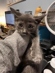 Shelter Stray Female Cat last seen Near Peachtree Industrial Blvd, Atlanta, GA 30360, 30360, GA, 3280 Chamblee Dunwoody Rd, Chamblee, GA 30341, USA